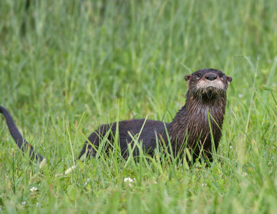 River Otter