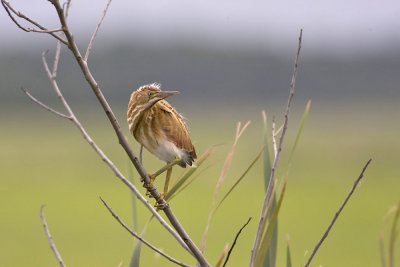  Least Bittern, baby hair showing