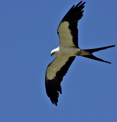 Swallow-tailed Kite, Lake Apopka, July 2007