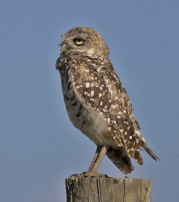 Burrowing Owl, 07-11-2007