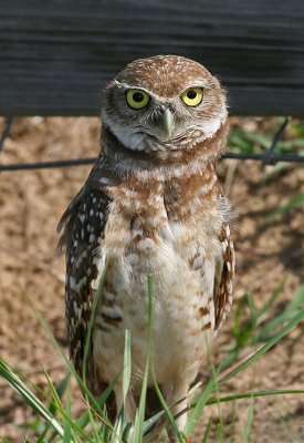 Owl, Burrowing