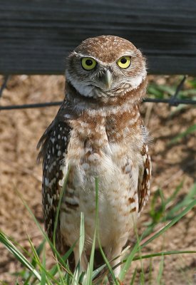  Owl, Burrowing