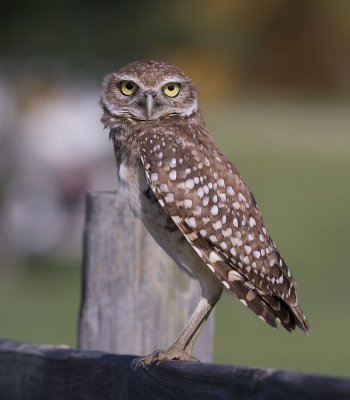  Owl, Burrowing