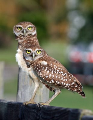 Burrowing Owls, 07-11-2007