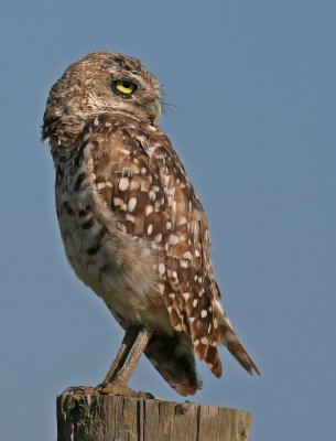 Burrowing Owl, 07-11-2007