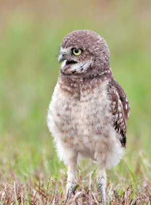 Burrowing Owl,chick, how sweet.