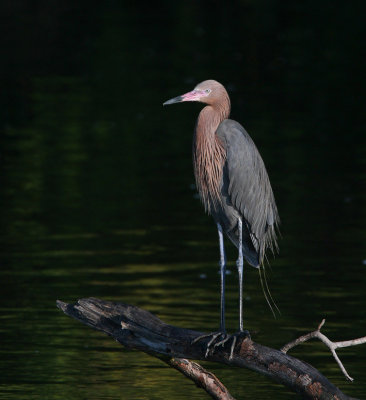  Reddish Egret ,Ding Darling ,Fl.