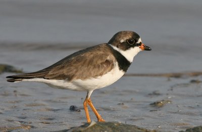  Plover, Semipalmated
