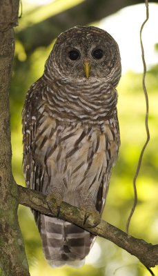   Owl, Barred