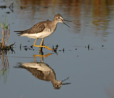 Lesser Yellowlegs