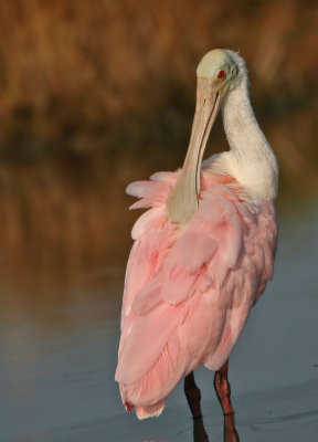  Spoonbill with a itch.