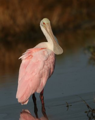 Spoonbill.