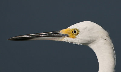 Snowy Egret head shot