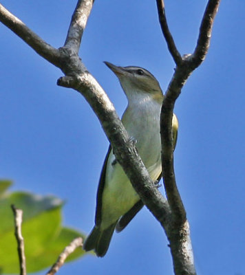 Red-eyed Vireo,