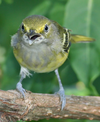 White-eyed Vireo, Lake Lotus, Fl.