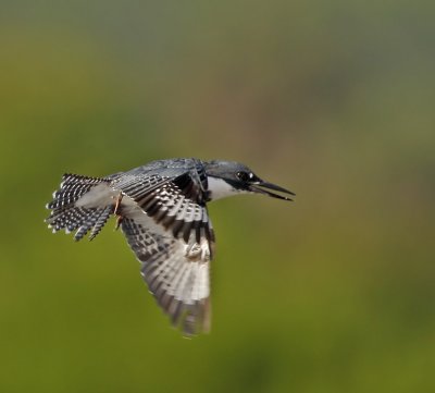 Belted Kingfisher, Taken at Viera Wetland