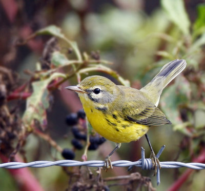 Prairie warbler