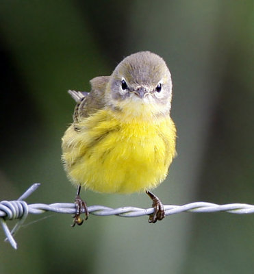 First winter Prairie warbler