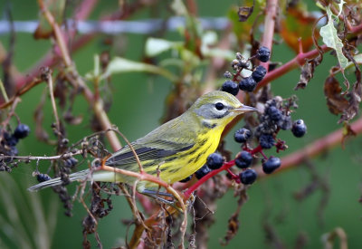 Female Prairie warbler