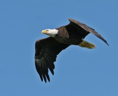 Bald Eagle,taken at Joe Overstreet landing