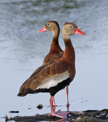 Black-bellied Whistling Ducks