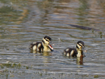 Black-bellied Whistling Ducks chicks
