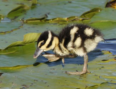 Black-bellied Whistling chick or is it a skunk.