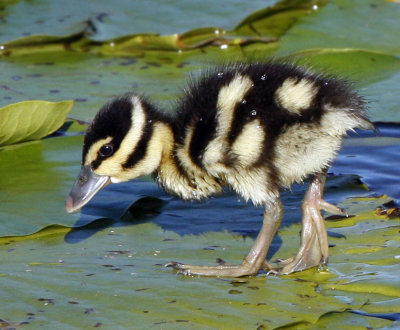 Baby Black-bellied Whistling Duck, Viera Wetlands, 09-27-2007