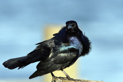  Grackle,Boat-tailed