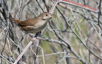 House Wren. 10-15-2007 Merritt Island