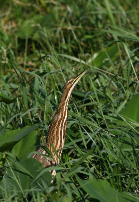  American Bittern, 10-17-2007 Lake Lotus