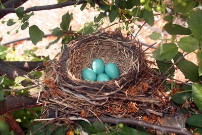 Eggs in Nest.jpg