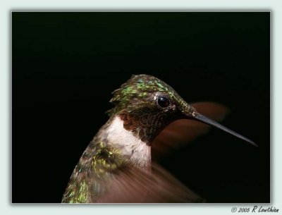 Hummingbird Crop  Resize 08-12-05a.jpg