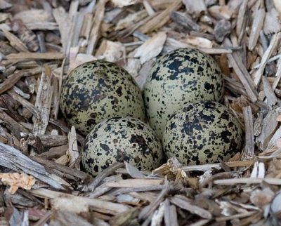 Killdeer Eggs