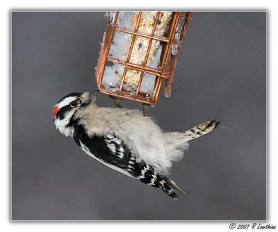 Male Downy Woodpecker PB-IMG_3853.jpg