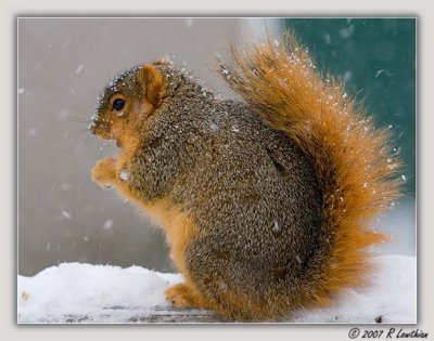 Snow Covered Squirrel 2