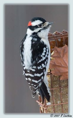 Male Downey Woodpecker