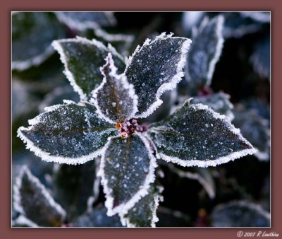Frost on the Holly