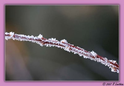 Frost on the Spirea