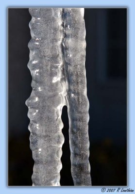 Conjoined Icicles