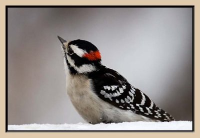 Downey Woodpecker (Male)