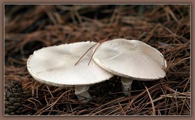 Twin Mushrooms