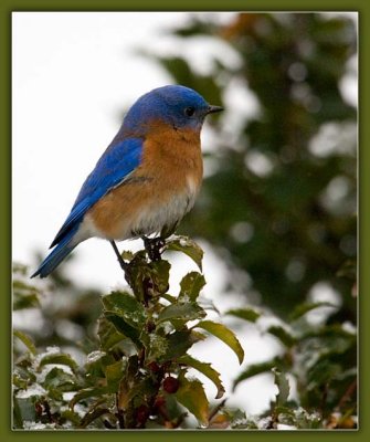 Eastern Bluebird (Male)