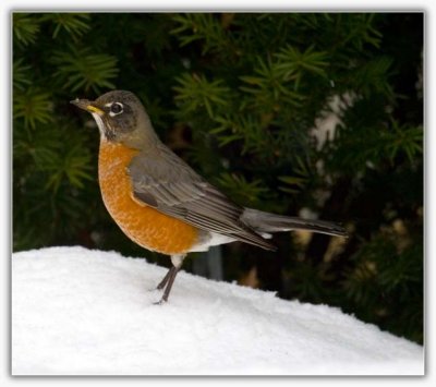 American Robin (Male)