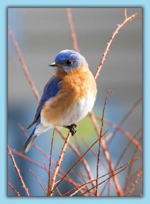 Eastern Bluebird