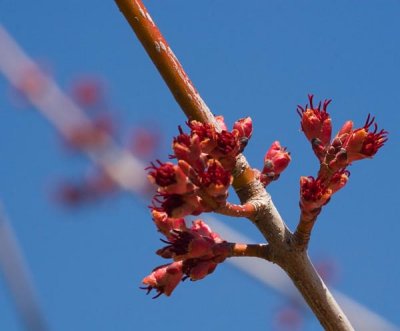 Signs of Spring