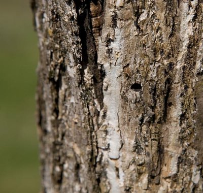 Emerald Ash Borer Damage
