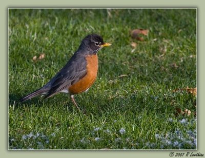 American Robin