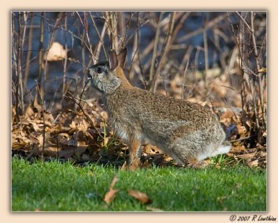 Backyard Visitor