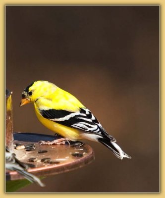 American Goldfinch (Male)